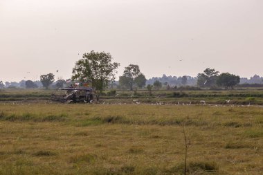 Pirinç hasadı traktörü, Tayland 'ın doğuşunda yerde küçük böcekleri avlayan beyaz kuşlarla birlikte pirinç çiftliğinde faaliyet gösteriyor..