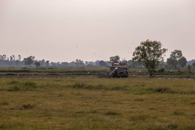 Pirinç hasadı traktörü, Tayland 'ın doğuşunda yerde küçük böcekleri avlayan beyaz kuşlarla birlikte pirinç çiftliğinde faaliyet gösteriyor..