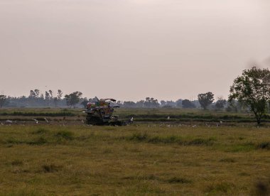 Pirinç hasadı traktörü, Tayland 'ın doğuşunda yerde küçük böcekleri avlayan beyaz kuşlarla birlikte pirinç çiftliğinde faaliyet gösteriyor..