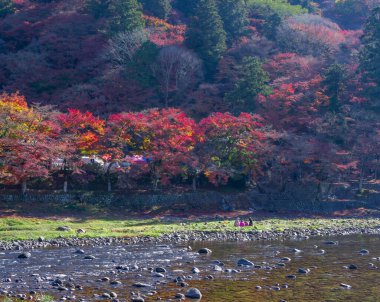 Japonya 'daki akçaağaç yaprağı parkı, Japonya' nın sonbaharı, yaprak değişimi mevsimi, Japonya 'nın sonbaharında parktaki kırmızı köprü ve akçaağaç.
