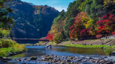Japonya 'daki akçaağaç yaprağı parkı, Japonya' nın sonbaharı, yaprak değişimi mevsimi, Japonya 'nın sonbaharında parktaki kırmızı köprü ve akçaağaç.
