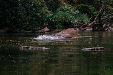 Tayland Khao Yai Ulusal Parkı 'nda bir fil nehirde yüzüyor. Tayland fili vahşi kanalda kendini yıkıyor..