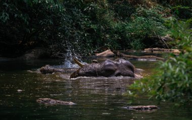 Tayland Khao Yai Ulusal Parkı 'nda bir fil nehirde yüzüyor. Tayland fili vahşi kanalda kendini yıkıyor..