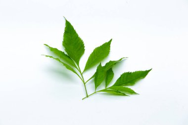 Beyaz arkaplanda yeşil yaprak