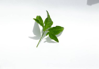 Beyaz arkaplanda yeşil yaprak