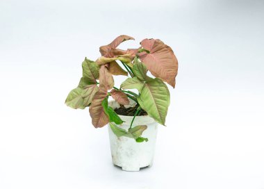 Beyaz arka planda pembe ve yeşil bitki yaprağı