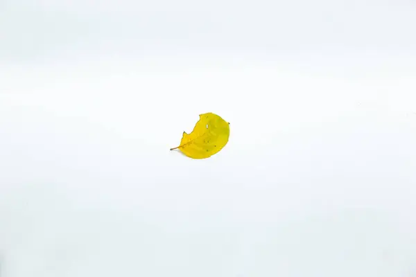 Daun Kuning Pada Latar Belakang Putih — Stok Foto