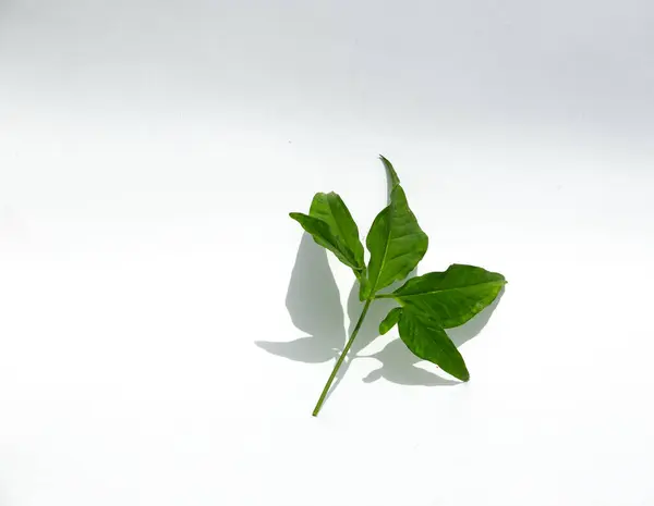 Green Leaf White Background — Stock Photo, Image