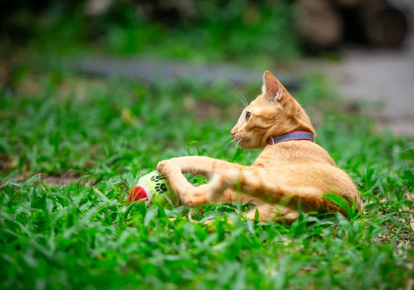Thailändische Katze Garten Orangefarbenes Katzenbaby Spielt Ball Garten — Stockfoto