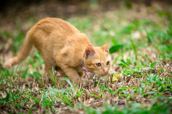 Tajski Miejscowy Kot Ogrodzie Pomarańczowy Kotek Gra Piłkę Ogrodzie — Zdjęcie stockowe