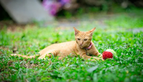Tajski Miejscowy Kot Ogrodzie Pomarańczowy Kotek Gra Piłkę Ogrodzie — Zdjęcie stockowe