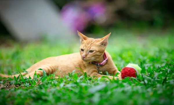 Gato Local Tailandés Jardín Gato Bebé Naranja Está Jugando Pelota — Foto de Stock