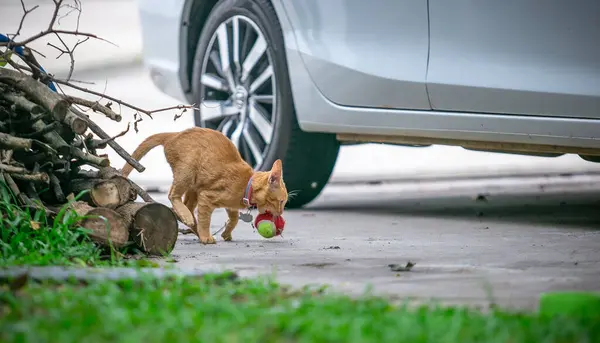 Thailändische Katze Garten Orangefarbenes Katzenbaby Spielt Ball Garten — Stockfoto