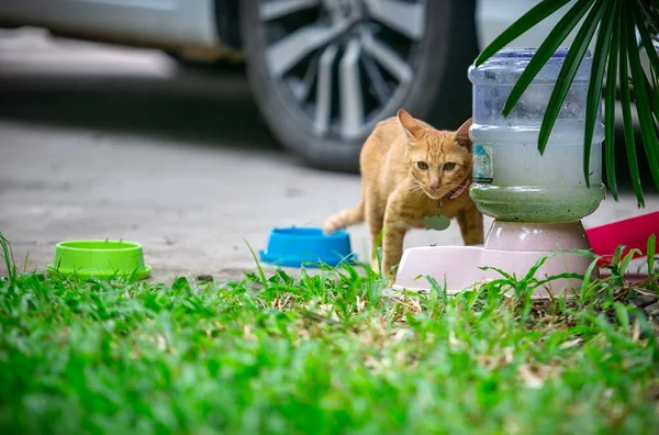 Gato Local Tailandés Jardín Gato Bebé Naranja Está Jugando Pelota — Foto de Stock