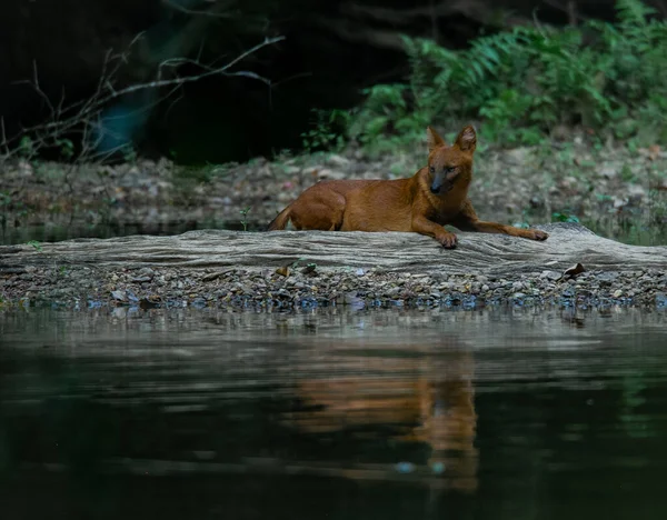 Asiatic wild dog is sleeping on the deadwood after it was ate a deer in the canal at Thailand National Park, wolf in the Asia forest.