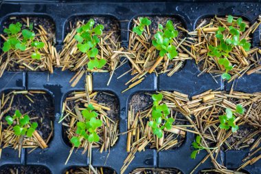 Plastik kaptaki tohumdan çıkan organik sebzeler. Toprakta yeşil tohum yetişiyor.