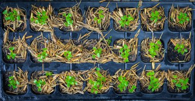 Plastik kaptaki tohumdan çıkan organik sebzeler. Toprakta yeşil tohum yetişiyor.