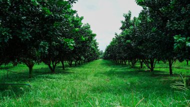 Tayland çiftliğindeki portakal ağacının ortasında yürüyüş yolu