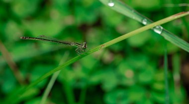 Vahşi doğada makro mercekle çekilen böcekler.