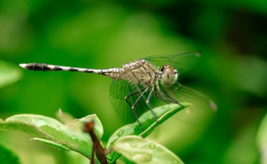 Vahşi doğada makro mercekle çekilen böcekler.
