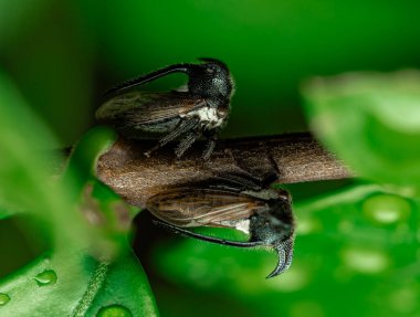 Vahşi doğada makro mercekle çekilen böcekler.