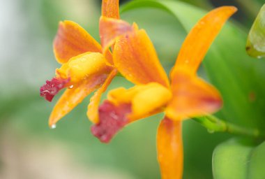 Turuncu orkide makro fotoğrafçılıkla yağmurda.
