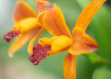 Turuncu orkide makro fotoğrafçılıkla yağmurda.