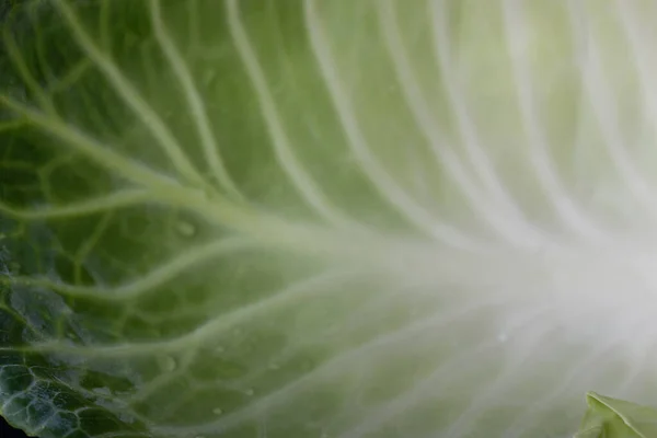 Cabbage Leaf Macro Photography Its Ramifications — Stock Photo, Image