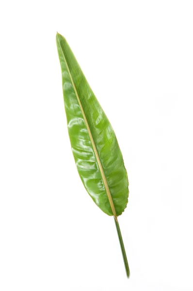 鹤望兰热带植物叶绿色 — 图库照片