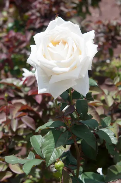 Білі Жовті Троянди Саду Крупним Планом Квіти Стокове Зображення