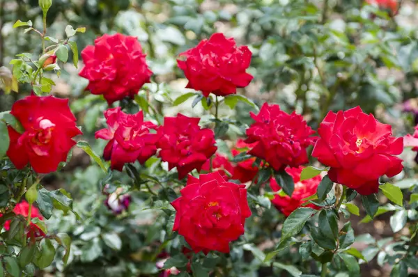 Rosas Jardín Rosas Son Hermosas Con Hermoso Día Soleado Imagen De Stock