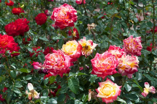 Троянди Саду Троянди Красиві Красивим Сонячним Днем Ліцензійні Стокові Зображення
