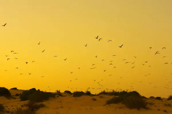 Uno Stormo Uccelli Sulla Sabbia Foto Stock