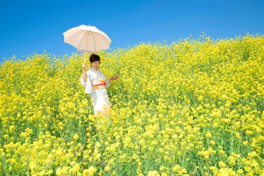 Kimono giyen Japon kadın, güzel sarı çiçeklerde ya da Japonya 'da açan Nanohana' da bahar mevsiminin tadını çıkarıyor..
