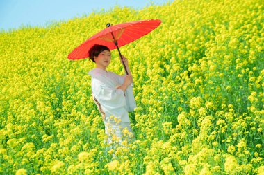 Kimono giyen Japon kadın, güzel sarı çiçeklerde ya da Japonya 'da açan Nanohana' da bahar mevsiminin tadını çıkarıyor..