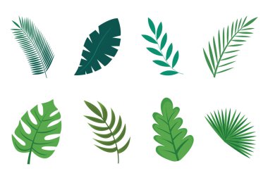 Düz illüstrasyonlarda tropikal yaprak element koleksiyonları basit ve zarif vektör tasarımı