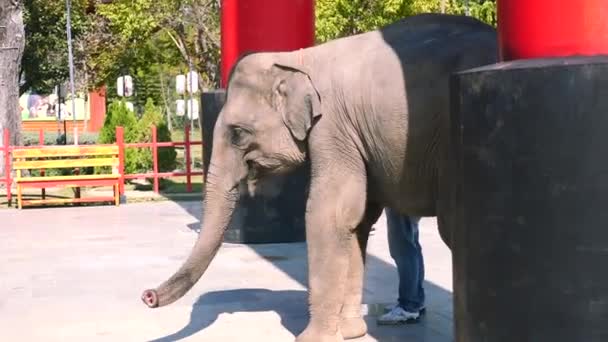 Verwendung Von Tieren Als Zirkus Und Touristische Unterhaltung Kleines Elefantenbaby — Stockvideo