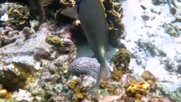 Vídeo Submarino Conejo Manchado Oro Siganus Punctatus Arrecife Coral Tailandia — Vídeo de stock