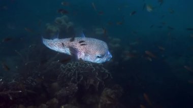 Büyük Kirpi Balığı tropikal tuzlu suda yüzüyor. Tatlı kirpi balığı veya balon balığının olduğu su altı dünyası Tayland 'daki mercan ve resifler arasında yüzer.