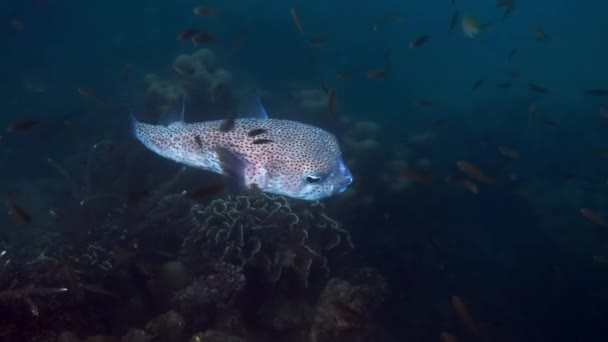 Большой Дикобразов Puffer Fish Плавает Соленой Воде Подводный Мир Милыми — стоковое видео