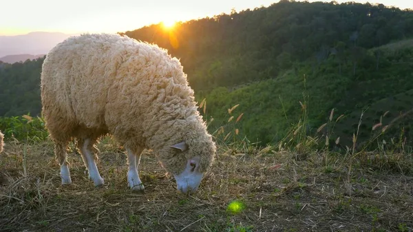 Cinematic video of two cute sheep walking on the mountain and hills on sunset, eating grass. Concept of vegan activism, environment and wool production. Feeding, domestic farm animal pasture.
