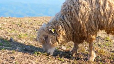 Çayırda koyun var. Açık havada çiftçilik. Beslenme, evcil çiftlik hayvanları otlağı. Kırsal alan. Yaz güneşi ışığında dağlarda yalnız koyunlar. Yün için koyun yetiştiriyorum..