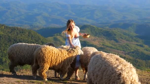 山の中腹にかわいい羊の餌幸せなエキサイティングな女性 陽のあたる若い農家は日没時に羊に餌をやる 菜食主義の概念 優しさ 動物の愛 自然との調和 — ストック動画