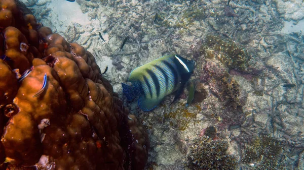 Snorkeling or diving in Thailand. Six banded angelfish or Pomacanthus sexstriatus in coral reefs. Striped sea fish in wild nature. Underwater photo of wildlife deep ocean world. Save eco concept