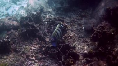 Tayland 'daki mercan resiflerinde altı bantlı melek balığı ya da Pomacanthus sexstriatus sualtı videosu. Dalış ve şnorkelle yüzerken çizgili deniz balığı. Vahşi yaşamın derin okyanus dünyasının sualtı videosu. Ekonomi kavramını kaydet