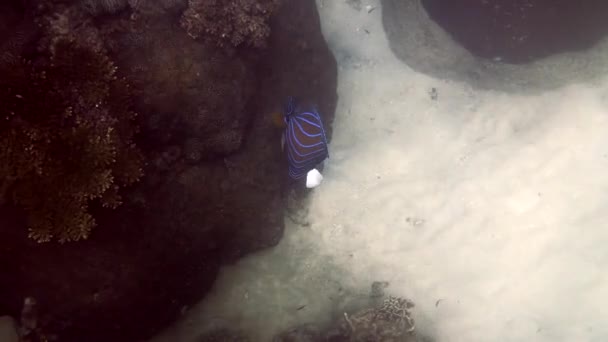 シュノーケリングやタイでのダイビング ブルー リング エンジェルフィッシュ Blue Ring Angelfish またはポマカンサス Pomacanthus はサンゴ礁を泳ぐ — ストック動画