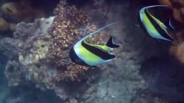 Andaman Denizi, Tayland 'da tropik resif üzerinde yüzen iki Fas Idol Balığı veya Zanclus cornutus. Mercan resifi deniz havuzundaki egzotik balıkların sualtı videosu. Seyahat yaşam tarzı, şnorkelle yüzme veya dalış