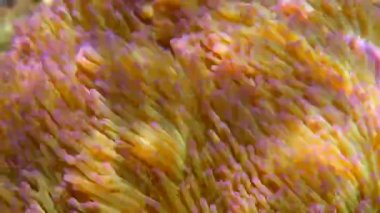 Su altı dünyasındaki deniz şakayıklarını mercanlar ve balıklarla kapatın. Tayland 'da yaban hayatında pembe deniz şakayıkları arasında dalış ya da şnorkelle dalış. Suyun altında tropikal vahşi yaşam dünyası.