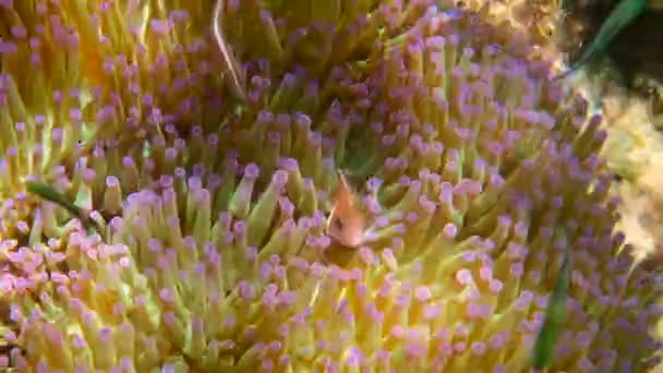 可爱的海葵鱼躲在珊瑚礁上 在海葵和热带珊瑚礁上的海葵上都有美丽的彩色小丑鱼 美丽美丽的水下世界与热带鱼 打喷嚏 — 图库视频影像