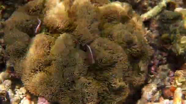 Mignon Poisson Anémone Caché Sur Récif Corallien Gros Plan Beaux — Video